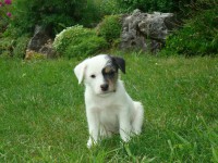 /album/stenata-puppies/stenata-6-tydnu-022-jpg/